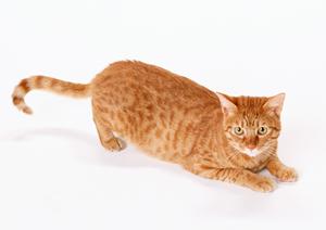 猫の健康を守る！獣医師推奨の療法食ガイドと安心購入方法