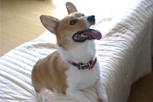 アサンテのシロアリ駆除｜安心の土日祝日対応と無料診断で信頼の実績